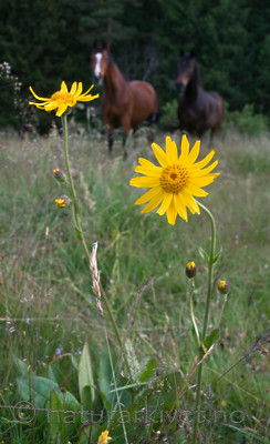 BB 09 0220 / Arnica montana / Solblom <br /> Equus caballus / Hest